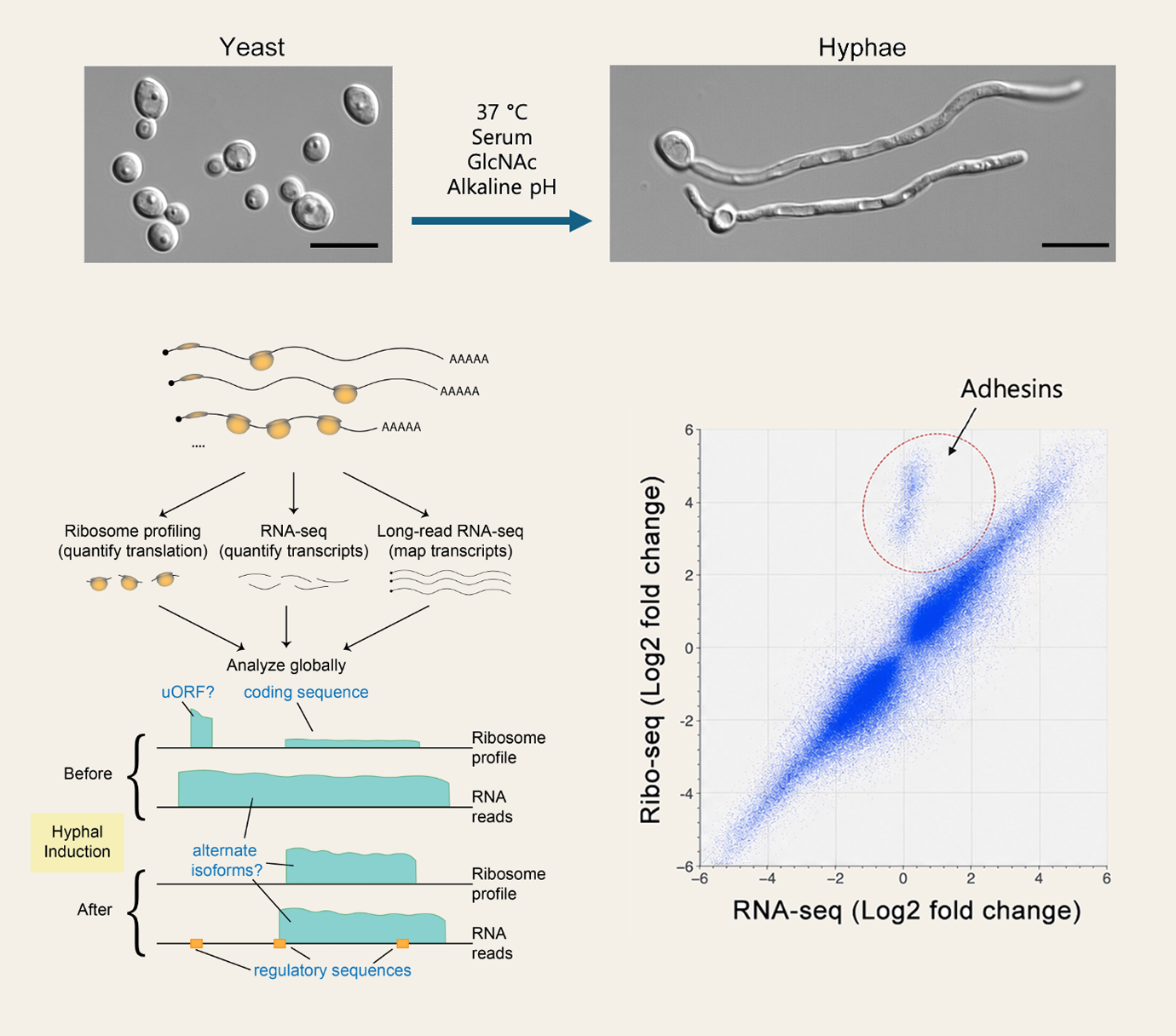 효모-균사 전환, uORF·대체 번역체 조절, RNA-seq과 Ribo-seq 변화량을 함께 보여주는 연구 결과 그림